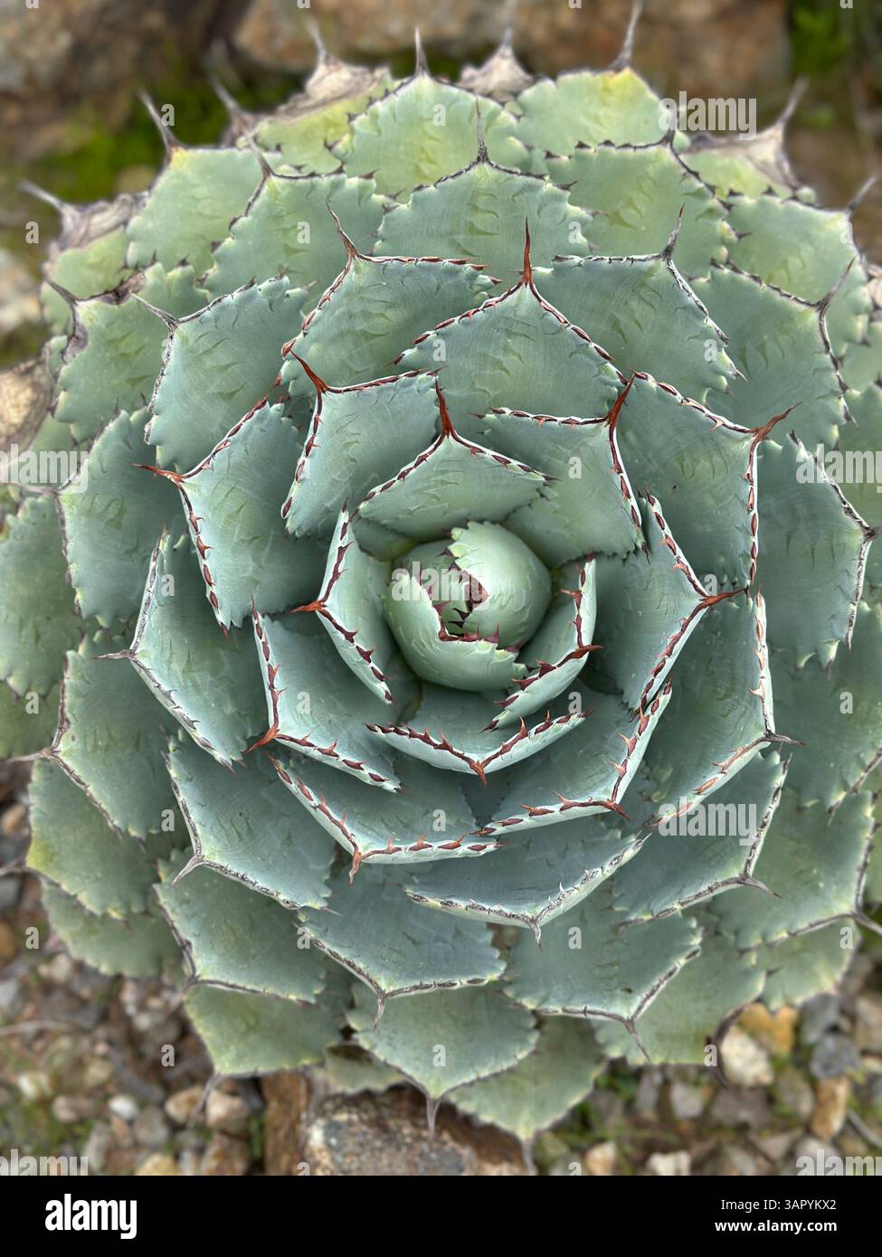 Agave Parrasana Foto Stock