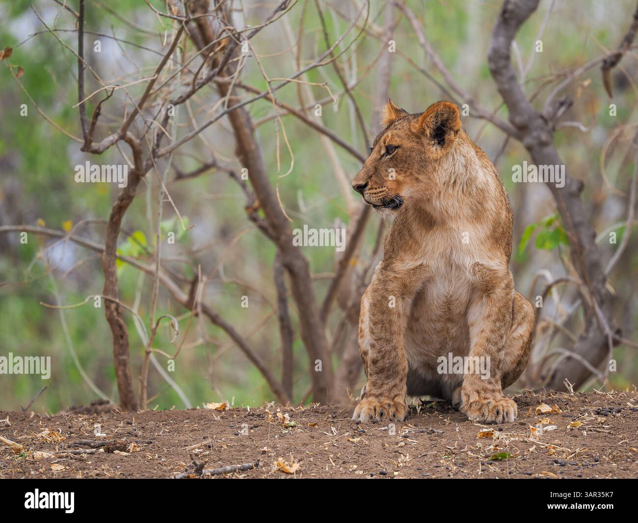 Il cucciolo di leone solitario sorge su un terreno asciutto, attento e curioso in un ambiente forestale naturale nell'Africa meridionale. Foto Stock