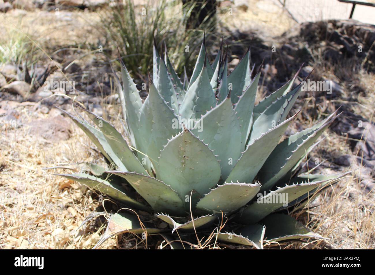 Pianta di agave del secolo di Harvard sul Davis Mountains Scenic Loop nel Texas occidentale Foto Stock