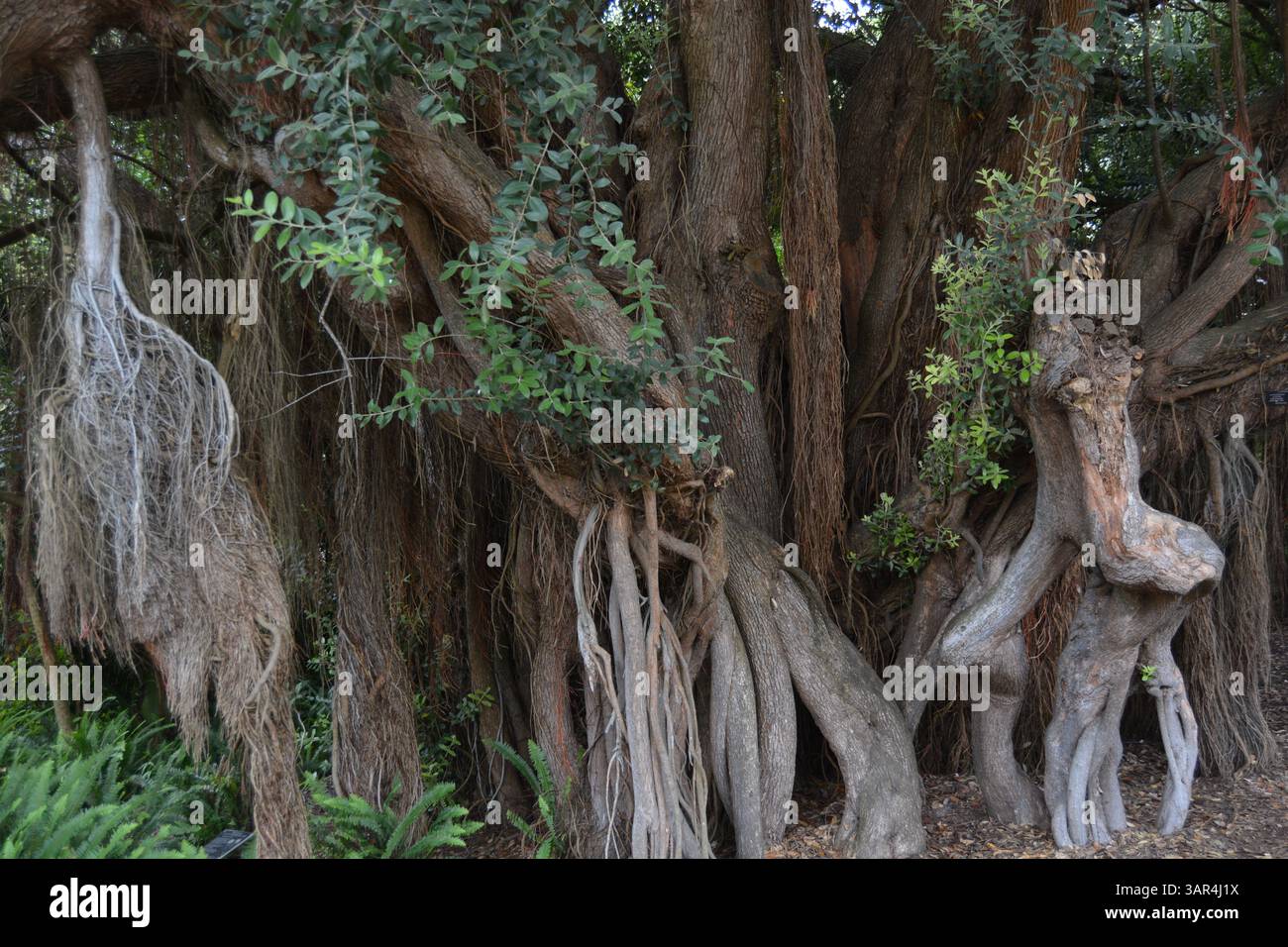 Albero di Natale di Pohutukawa nuova Zelanda Metrosideros Excelsa Foto Stock