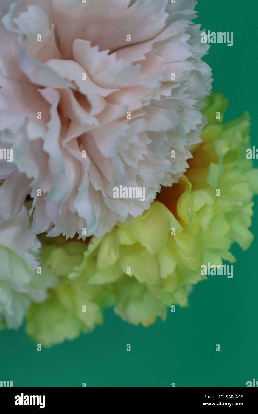 Garofani rosa e gialli su sfondo verde per la festa della mamma Foto Stock