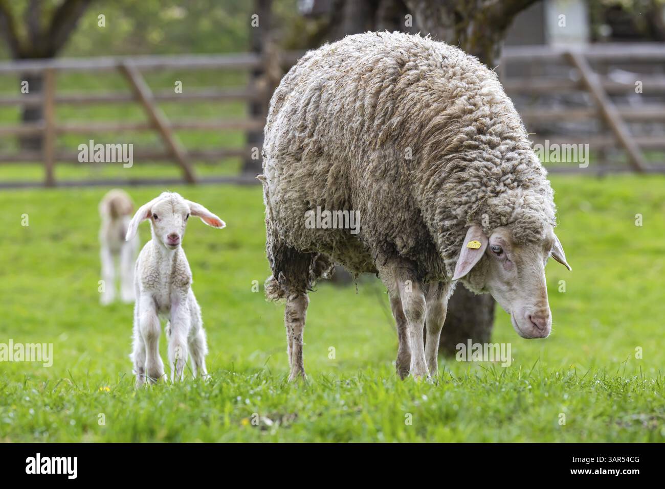 Pecore e giovani della razza Wuerttemberger, note anche come pecore Merinoland. Pascolo di pecore sull'Alb svevo con agnello. Beuren, Baden-Wuerttemberg, G. Foto Stock
