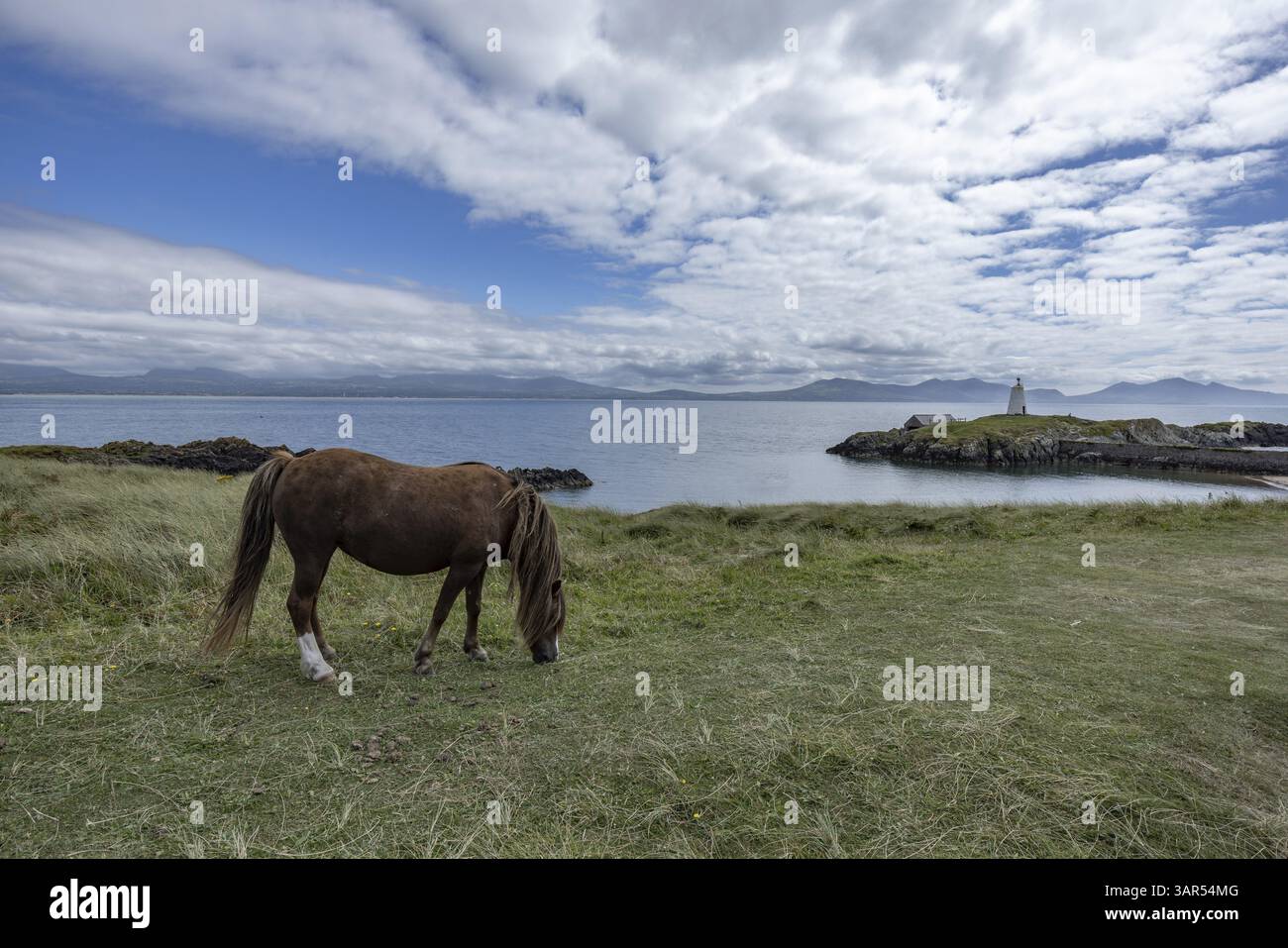 Cavallo bruno che pascolano su un prato verde in riva al mare con sullo sfondo il faro TWR Mawr, Ynys Llanddwyn, Newborough, Anglesey, Galles, Regno Unito Foto Stock