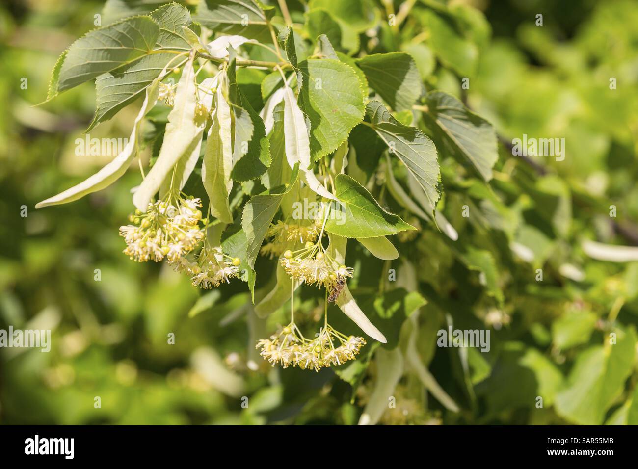 Fiori del tiglio invernale (Tilia cordata) Foto Stock