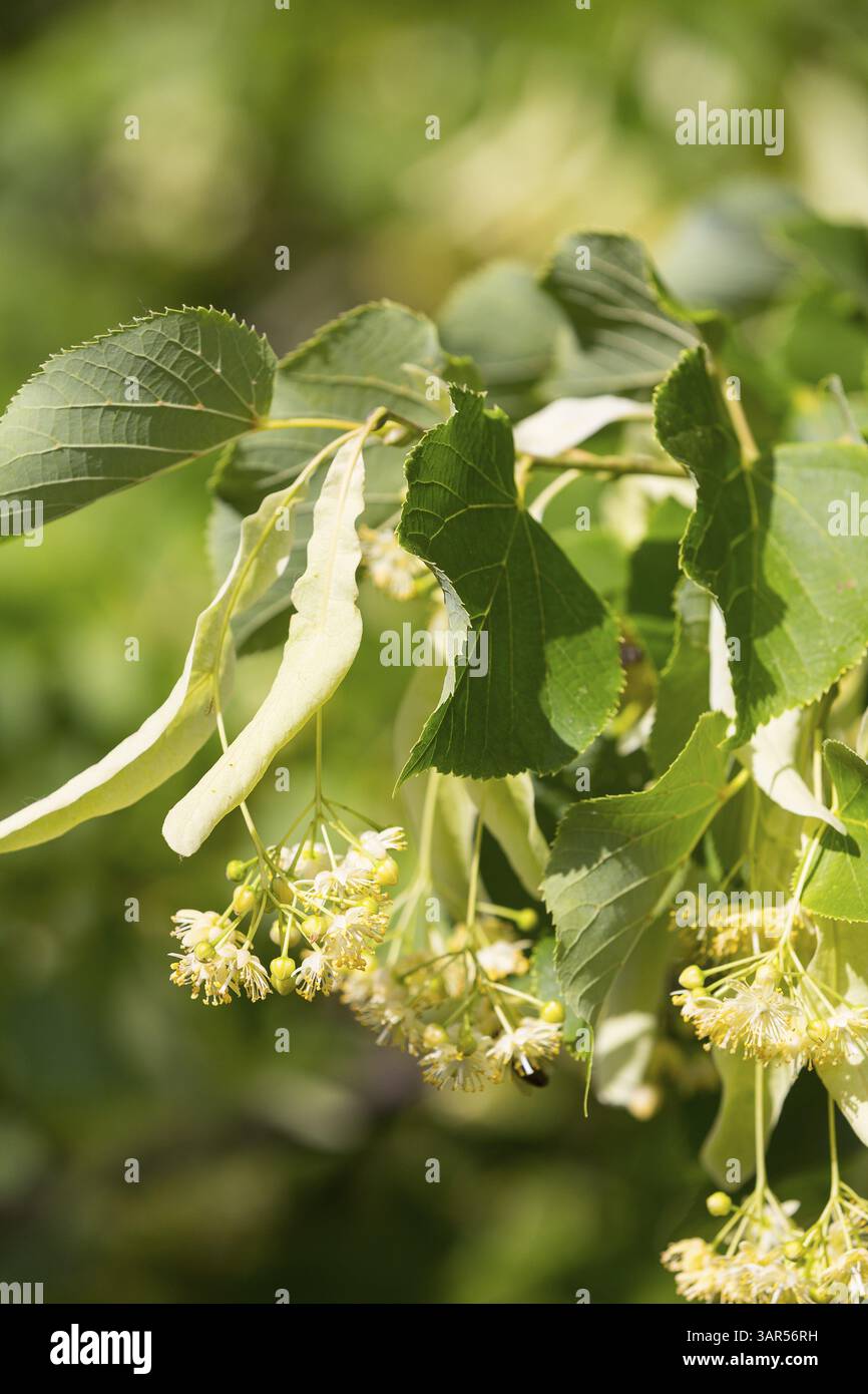 Fiori del tiglio invernale (Tilia cordata) Foto Stock