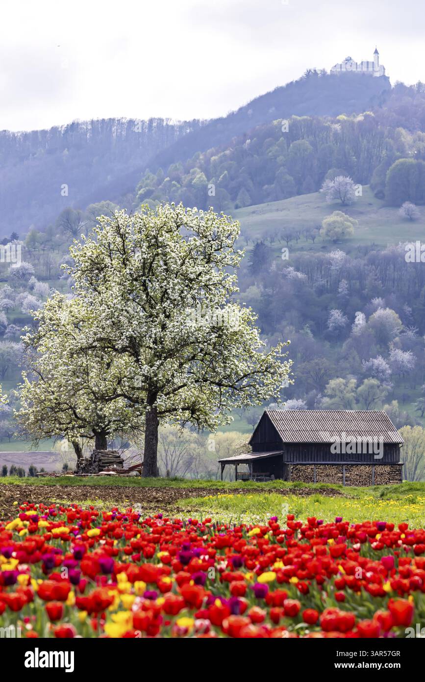 Campo di tulipani per la raccolta da soli vicino a Nabern sull'Albtrauf dell'Albano Svevo. Kirchheim unter Teck, Baden-Wuerttemberg, Germania, Europa Foto Stock