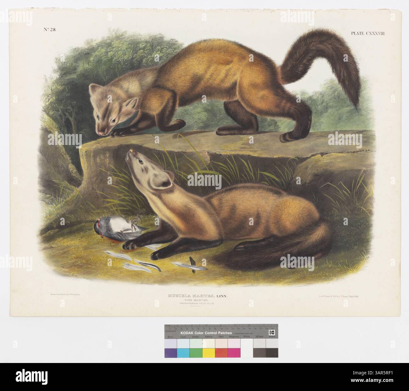 Due Pine Martens, uno sopra una roccia affiorante, si stagliano davanti a un piccolo uccello sanguinoso in un ambiente invernale. L'immagine illustra le dimensioni naturali e il pelage invernale di questi mammiferi, mostrati nel loro habitat naturale come descritto in "Quadrupedi viventi del Nord America". Foto Stock