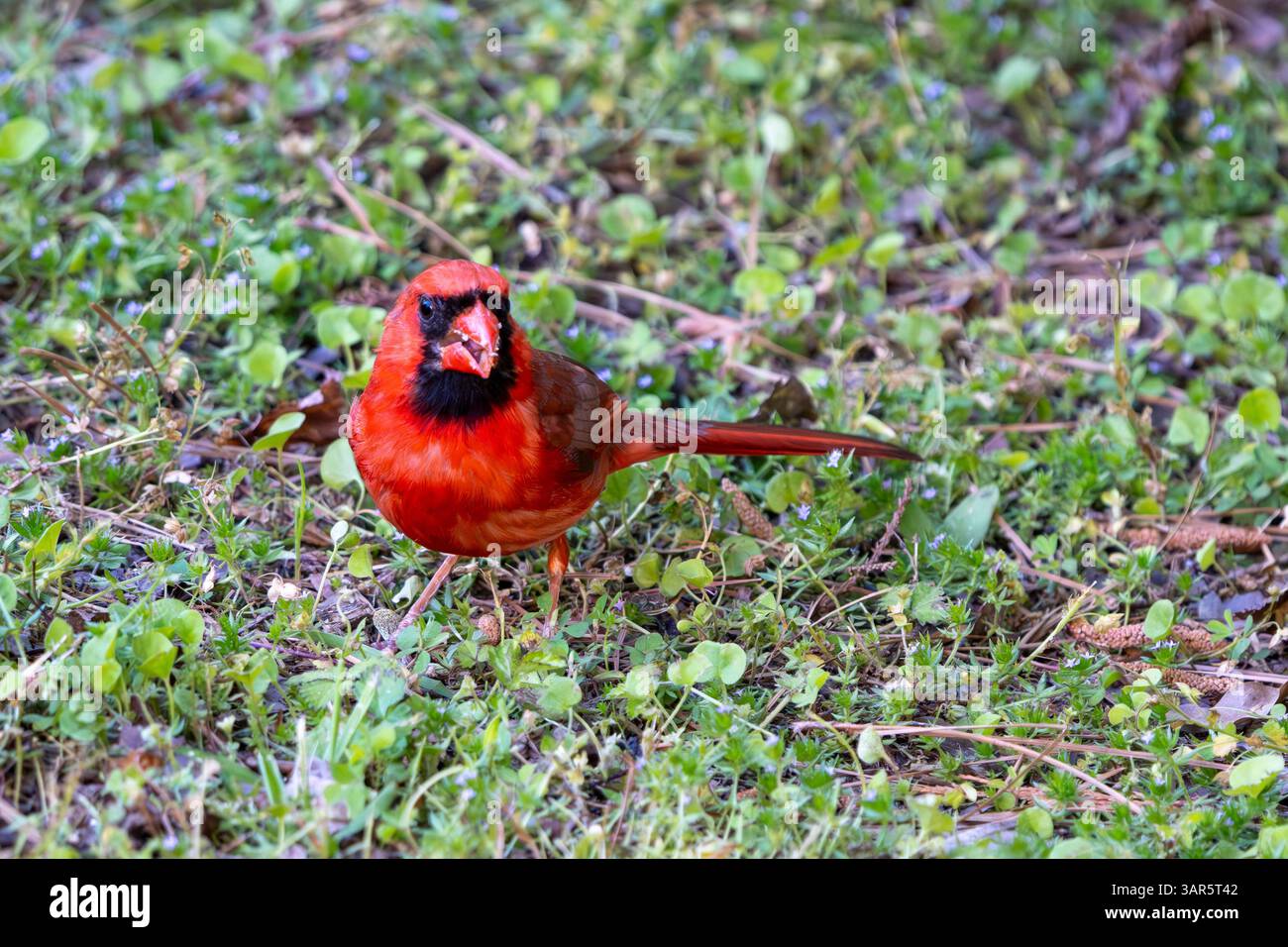 Cardinale del Nord maschio a terra Foto Stock