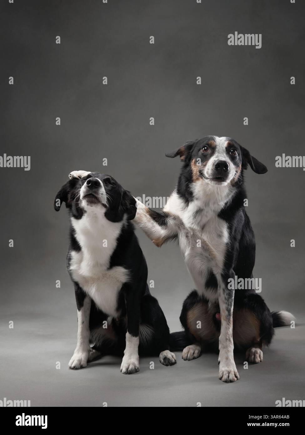 Due colletti con bordi in bianco e nero si trovano fianco a fianco, guardando in direzioni diverse. La loro postura mette in risalto la loro natura attenta. Foto Stock