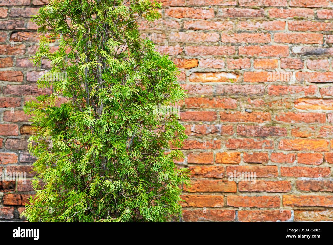 ginepro verde vicino alla casa. Design paesaggistico Foto Stock