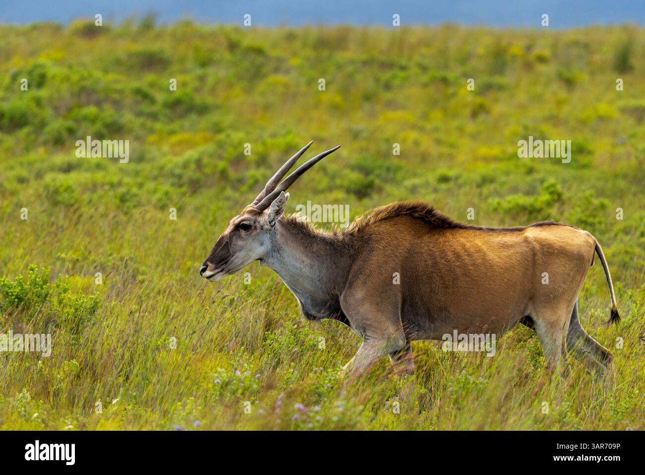 Un'area comune (Taurotragus oryx) che cammina attraverso i fynbos della riserva naturale De Hoop, Overberg, Capo Occidentale. Sudafrica. Foto Stock