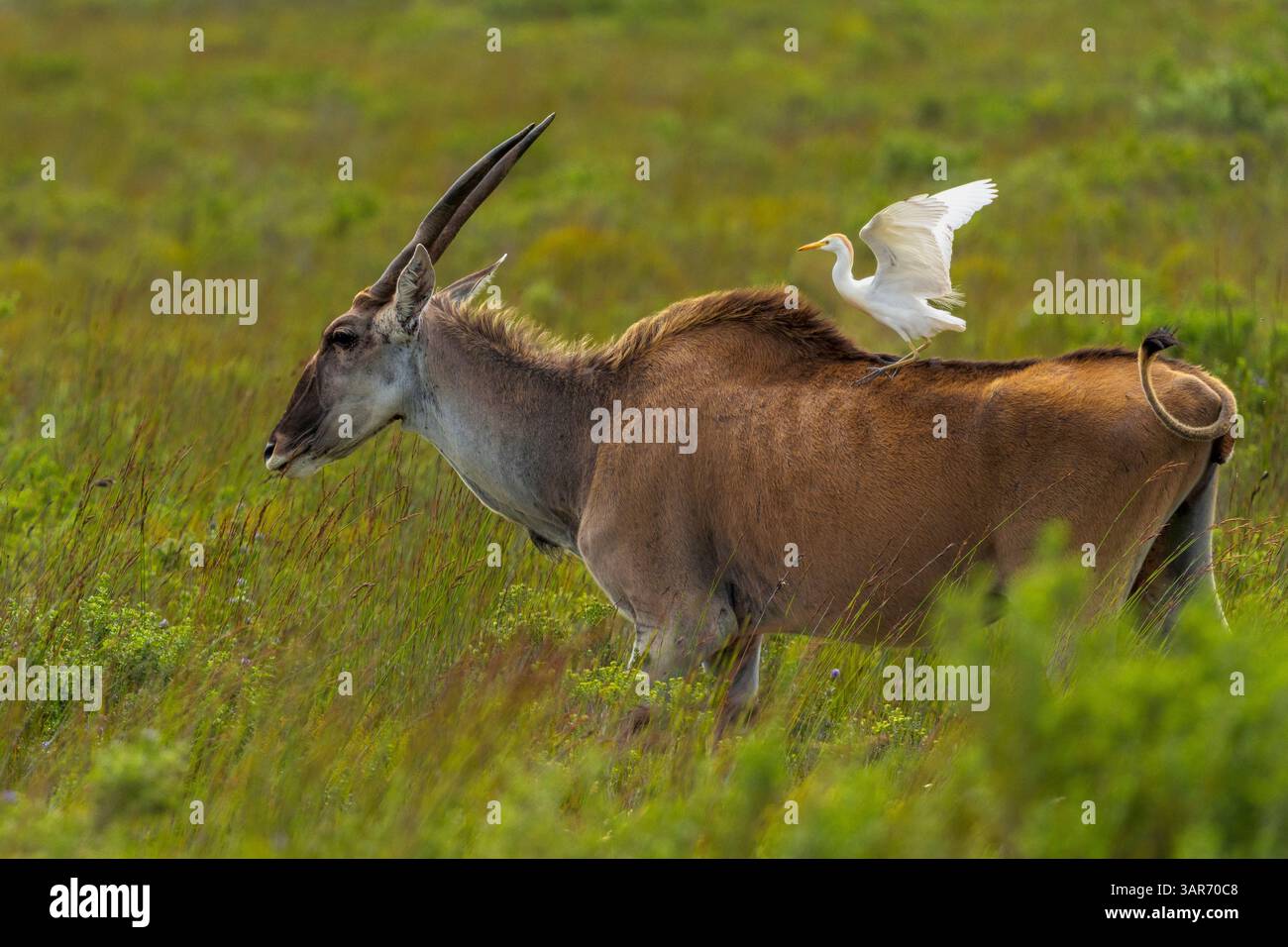 Un'area comune (Taurotragus oryx) che cammina attraverso i fynbos della riserva naturale De Hoop, un'egret di bestiame occidentale (Ardea ibis) è un'attrazione da non perdere. Overberg, Foto Stock
