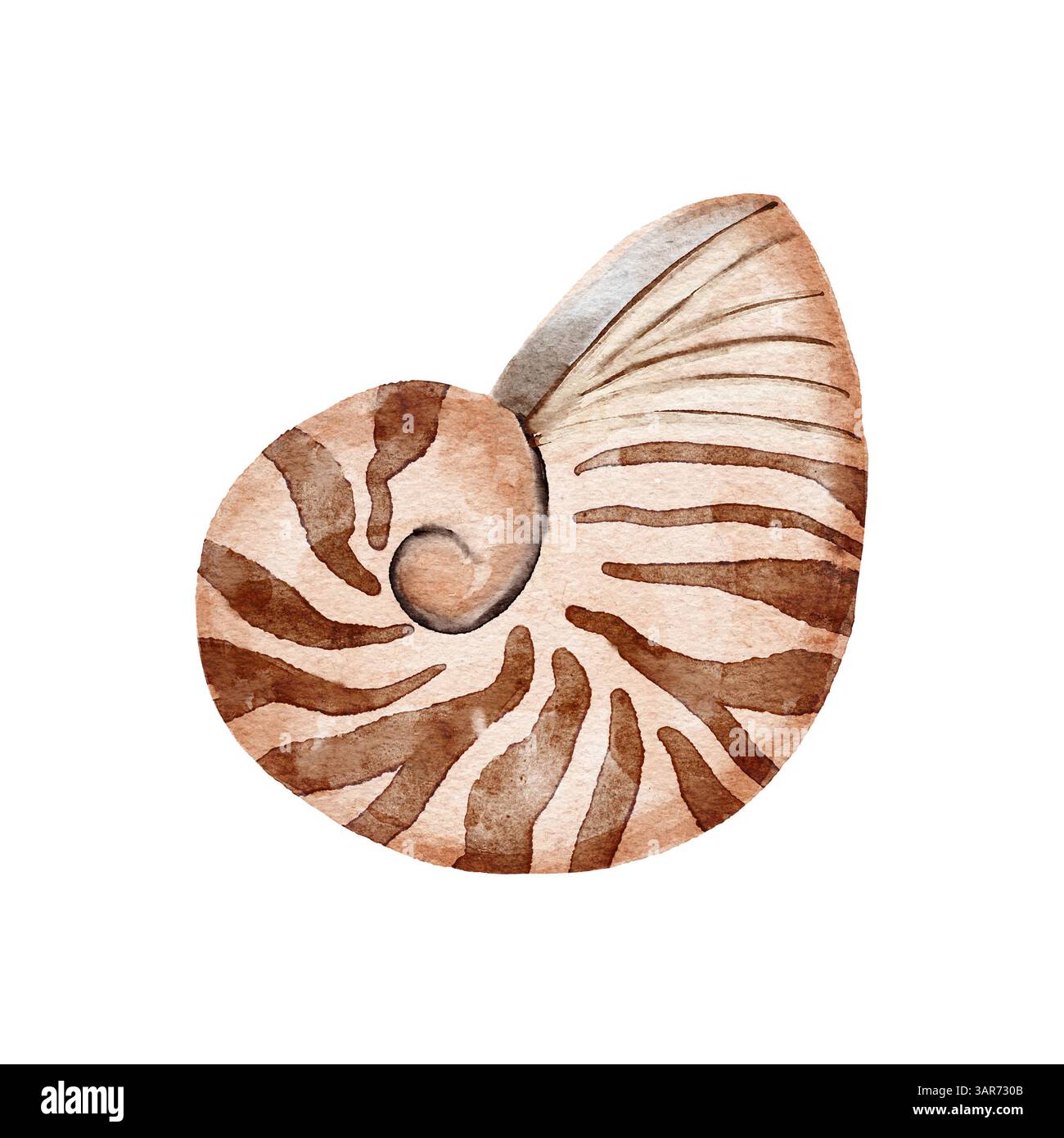 Illustrazione ad acquerello disegnata a mano della famiglia dei cefalopodi nautulus Nautilidae. design beige marrone conchiglia fossile dell'oceano marino, molluschi marini acquatici, stampa naturale arte scientifica Foto Stock