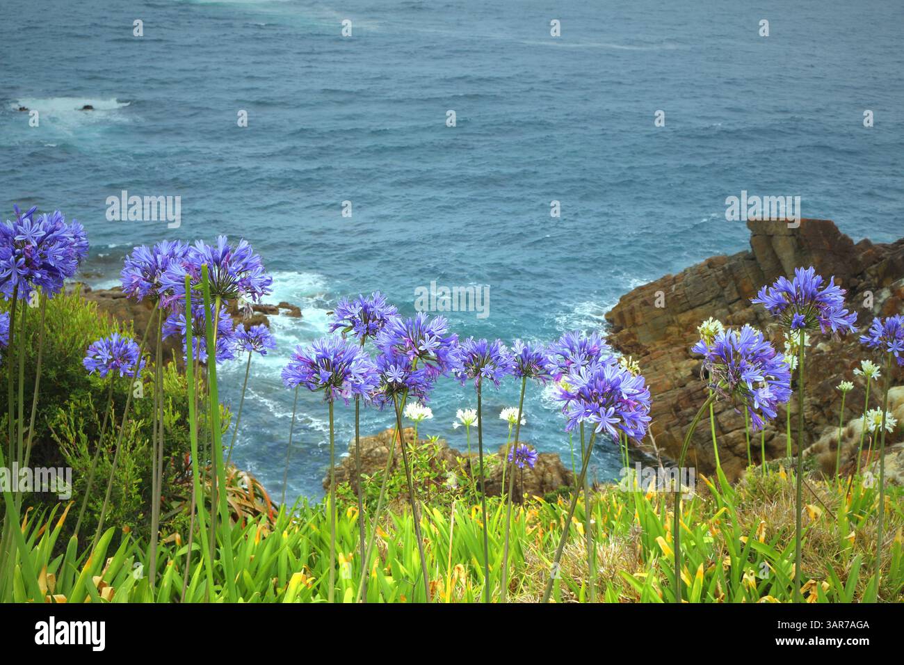 Giglio africano (agapanthus africanus) di fronte all'oceano meridionale - una pianta invasiva naturalizzata in Australia Foto Stock