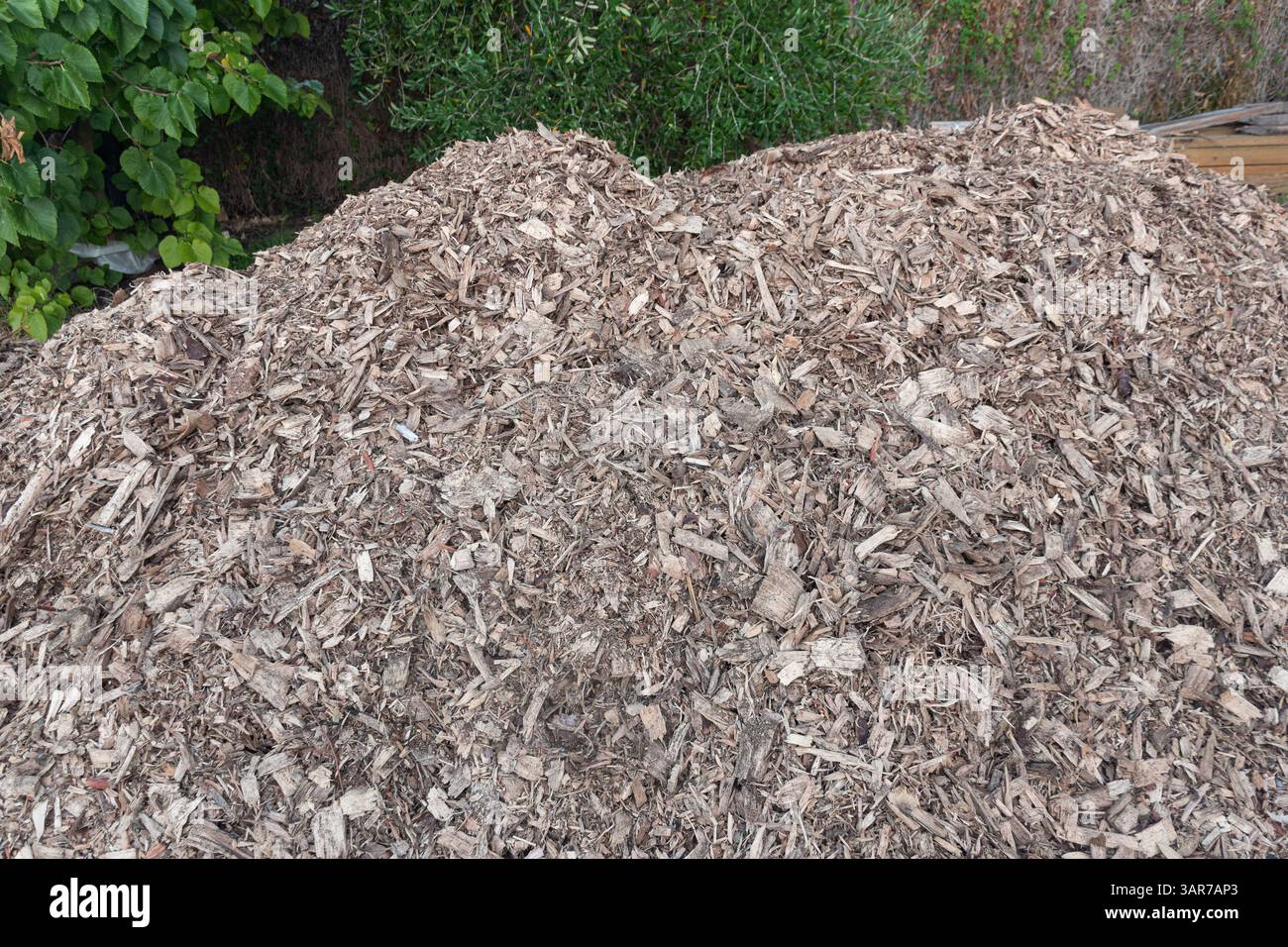Pacciamatura nel giardino della comunità. I trucioli di legno aiutano a coprire il terreno, non esporlo al sole e all'ambiente, mantenendo l'umidità e la rete del suolo. Foto Stock
