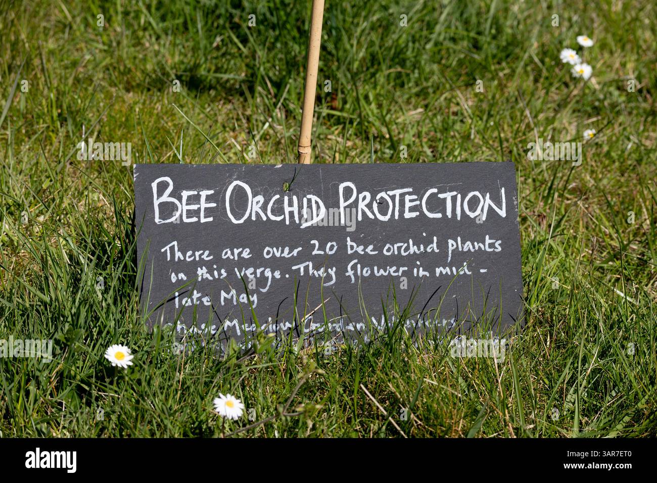 Cartello di protezione delle orchidee delle api, Chase Meadow Housing estate, Warwick, Warwickshire, Inghilterra, Regno Unito Foto Stock