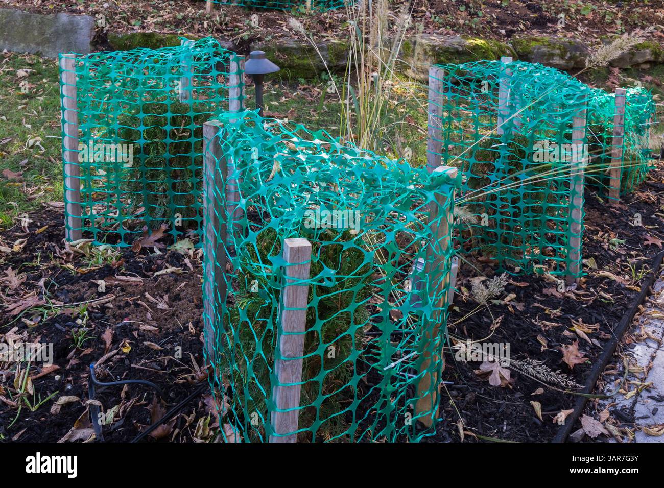 Thuja occidentalis - alberi di cedro bianco protetti con recinzione a rete di plastica verde per evitare che i rami si rompano a causa di ghiaccio pesante accumulato e neve. Foto Stock
