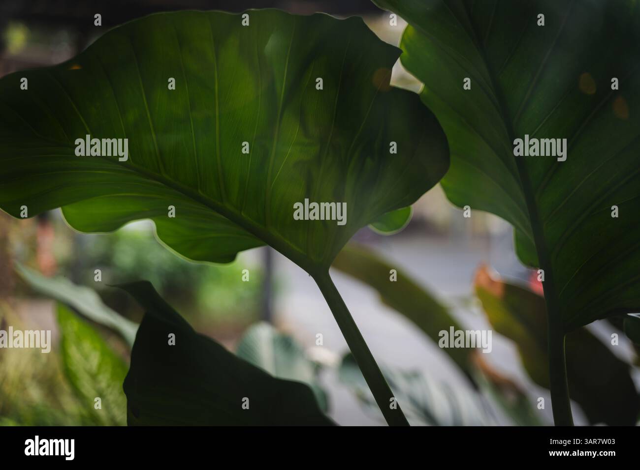 Una pianta verde a foglia con un gambo a foglia. La foglia è grande e verde. La pianta è in un giardino Foto Stock