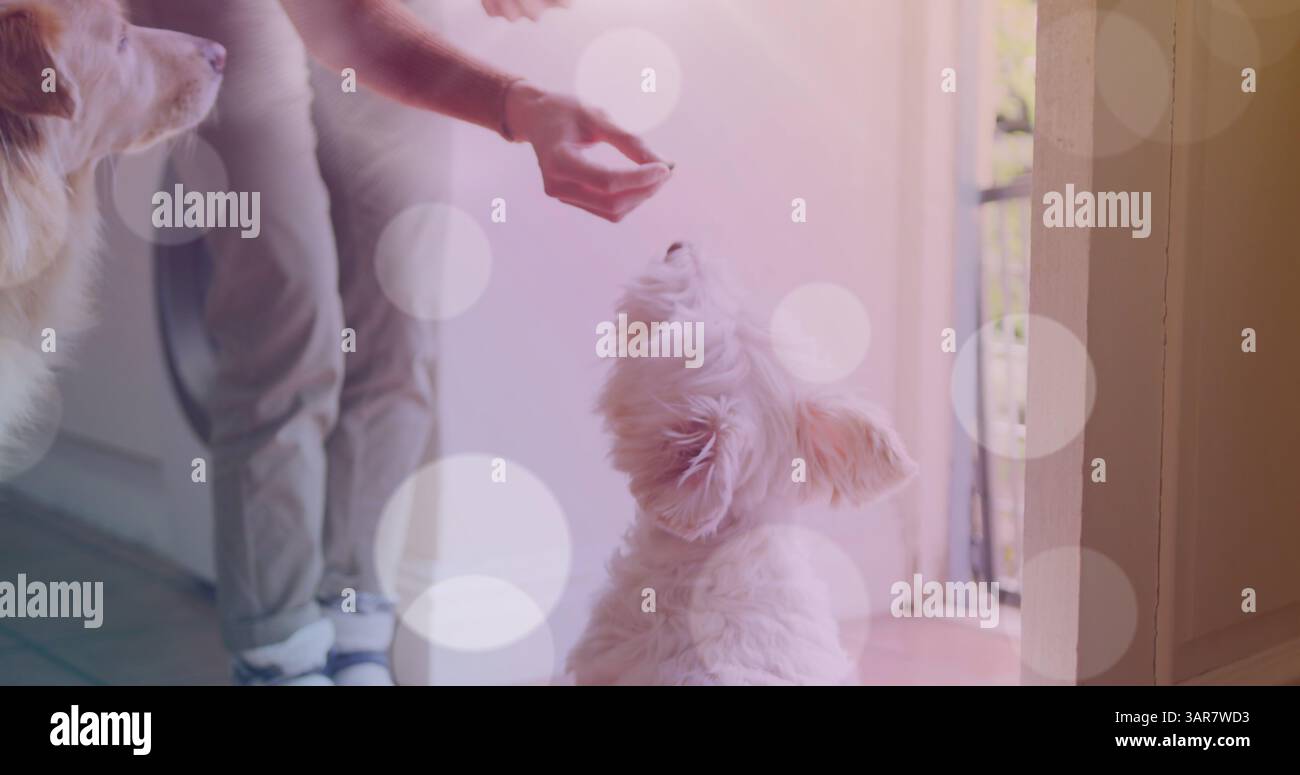 Macchie bianche contro la parte centrale di una donna che la dà da mangiare ai cani a casa Foto Stock