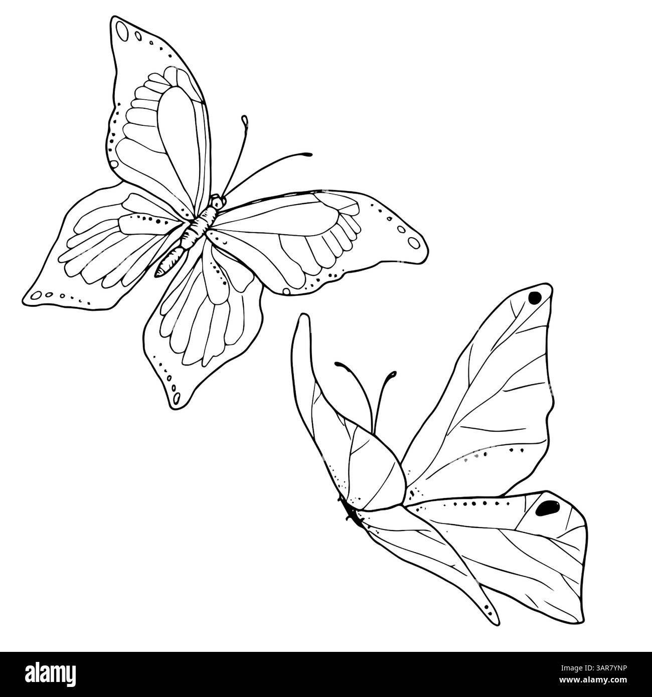Farfalla con ali aggraziate, disegno in bianco e nero illustrazione vettoriale. Una serie di falene, isolate su sfondo bianco. Per gli inviti di nozze, post Illustrazione Vettoriale