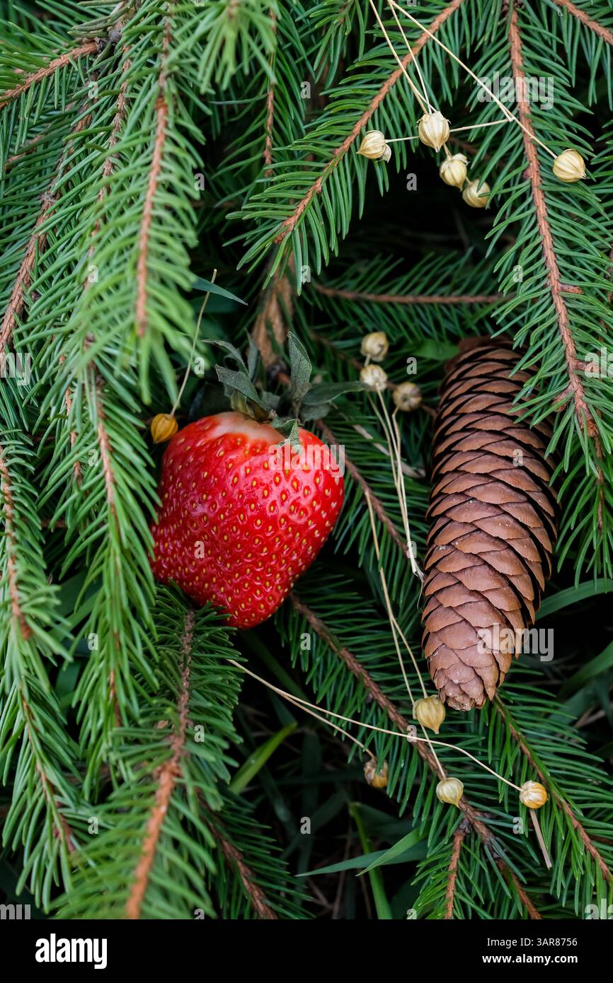 Natale ecologico o sostenibile. Fragole fresche, pinecone, baccelli di lino e rami sempreverdi. Pratiche di vacanza eco-compatibili. Decorazioni naturali. Foto Stock