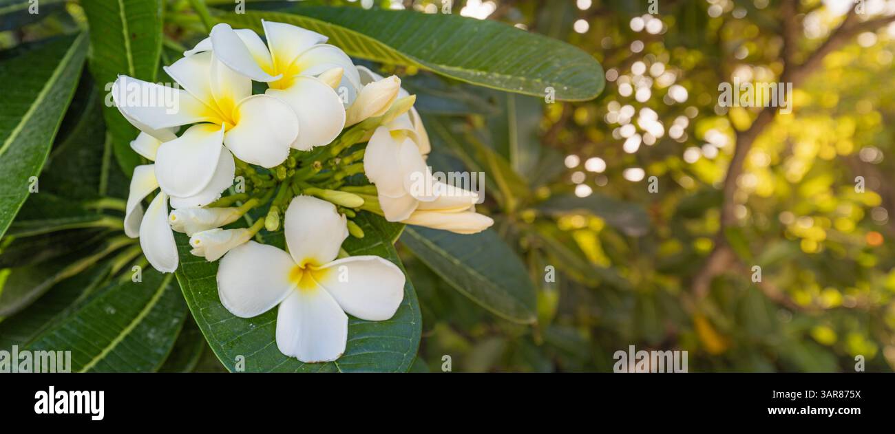 Primo piano dei vivaci fiori di frangipani plumeria in piena fioritura. Petali morbidi, colori esotici, vibrazioni tropicali. Bella natura, lussureggiante fogliame sfocato, amore Foto Stock