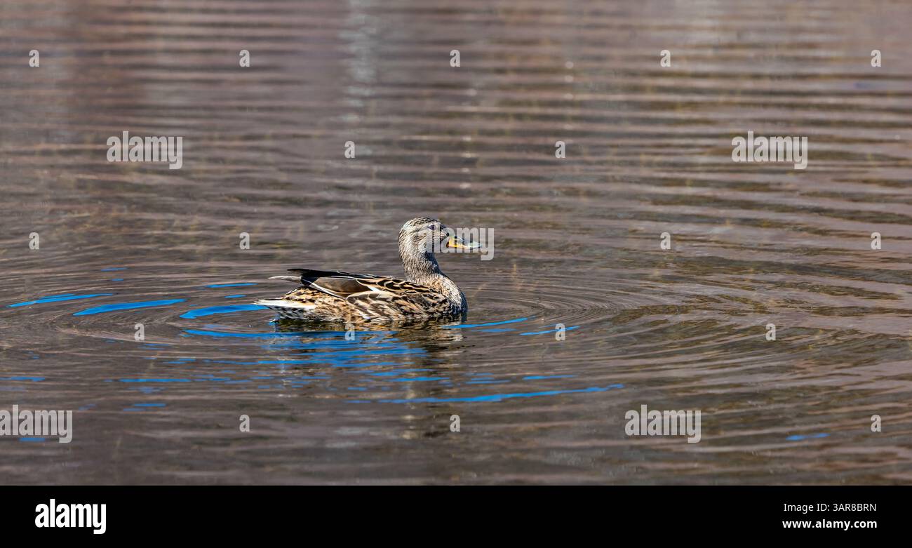 Anatra corallina sul lago, Craigellachie National Nature Reserve, Aviemore, Scottish Highlands, Scozia, Regno Unito Foto Stock