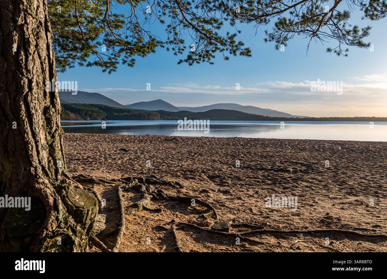 Clima calmo e soleggiato sulla spiaggia di Loch Morlich con le montagne di Cairngorm in lontananza, Highlands scozzesi, Scozia, Regno Unito Foto Stock