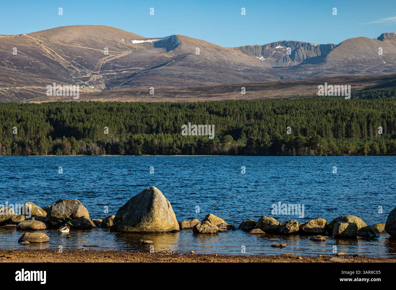 Spiaggia di Loch Morlich con sbow sulle montagne di Cairngorm in lontananza nelle giornate di sole, Highlands scozzesi, Scozia, Regno Unito Foto Stock