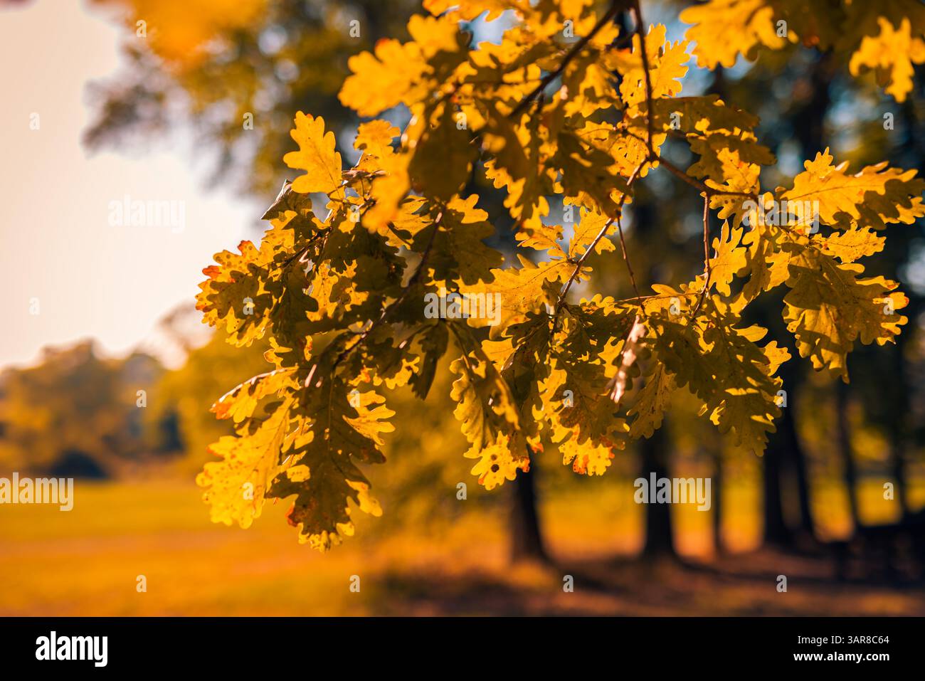 Tranquillo primo piano di foglie dorate con alberi bokeh sfocati, da sogno, in autunno, sullo sfondo naturale, vista panoramica stagionale del paesaggio all'aperto Foto Stock