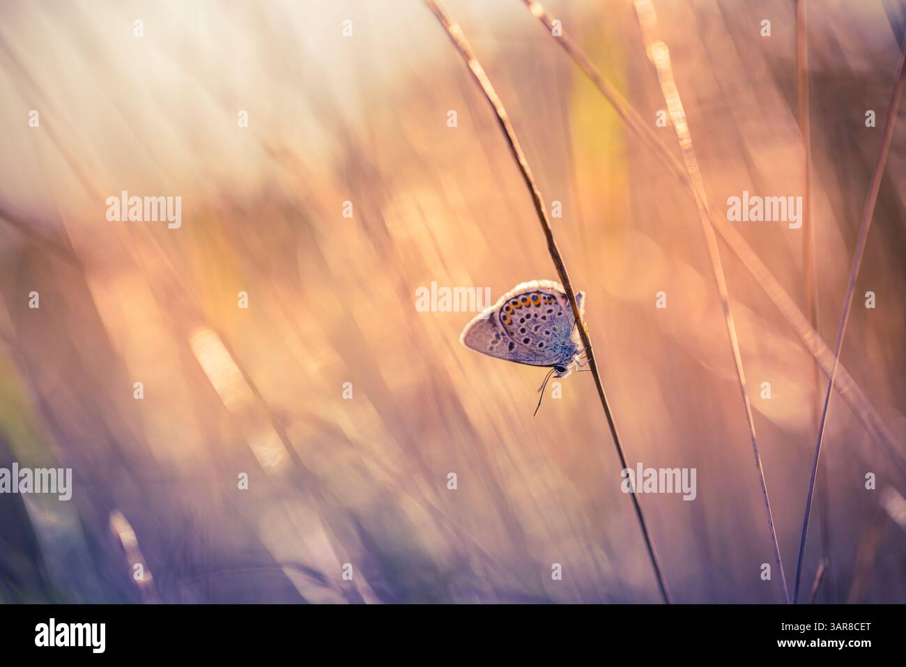 Primo piano di una bellissima farfalla che si gode di un prato illuminato dal sole al tramonto. Luce dorata sullo sfondo artistico della natura. Incredibile macro astratta Foto Stock