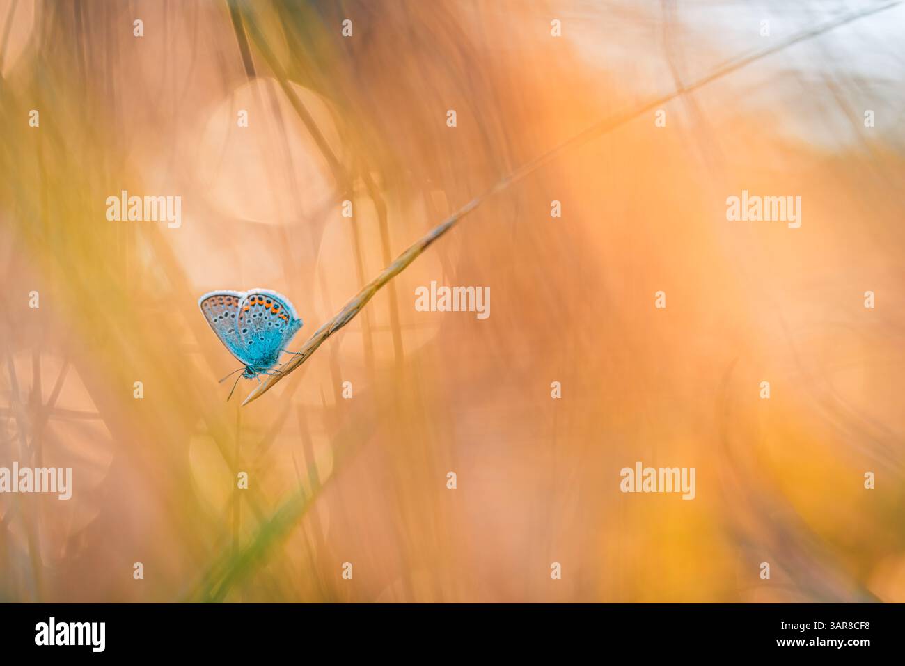 Primo piano di una bellissima farfalla che si gode di un prato illuminato dal sole al tramonto. Luce dorata sullo sfondo artistico della natura. Incredibile macro astratta Foto Stock