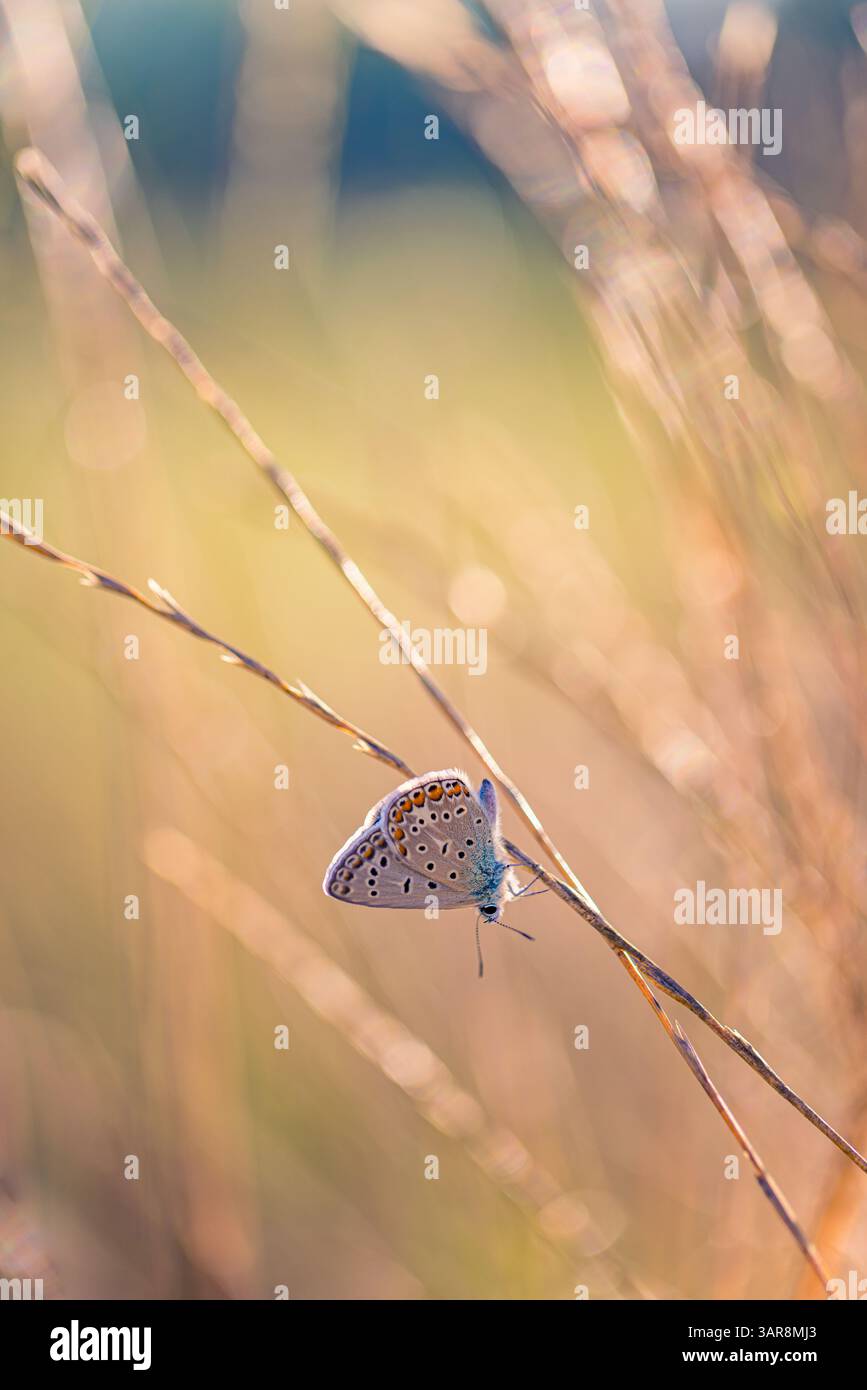 Splendida erba illuminata dal sole con farfalle in un prato scintillante tramonto. Splendida bellezza della natura calma calma e tranquillità. Incredibile vista colorata della natura macro Foto Stock