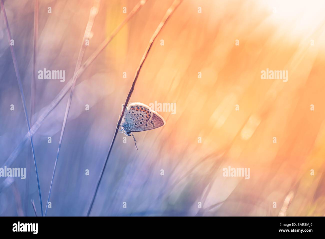 Splendida erba illuminata dal sole con farfalle in un prato scintillante tramonto. Splendida bellezza della natura calma calma e tranquillità. Incredibile vista colorata della natura macro Foto Stock