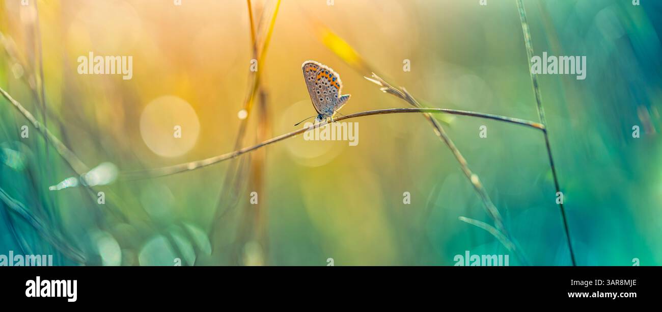 Splendida erba illuminata dal sole con farfalle in un prato scintillante tramonto. Splendida bellezza della natura calma calma e tranquillità. Incredibile vista colorata della natura macro Foto Stock