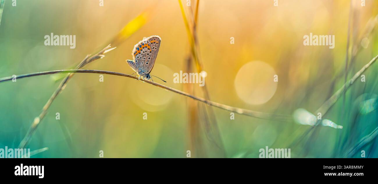 Splendida erba illuminata dal sole con farfalle in un prato scintillante tramonto. Splendida bellezza della natura calma calma e tranquillità. Incredibile vista colorata della natura macro Foto Stock