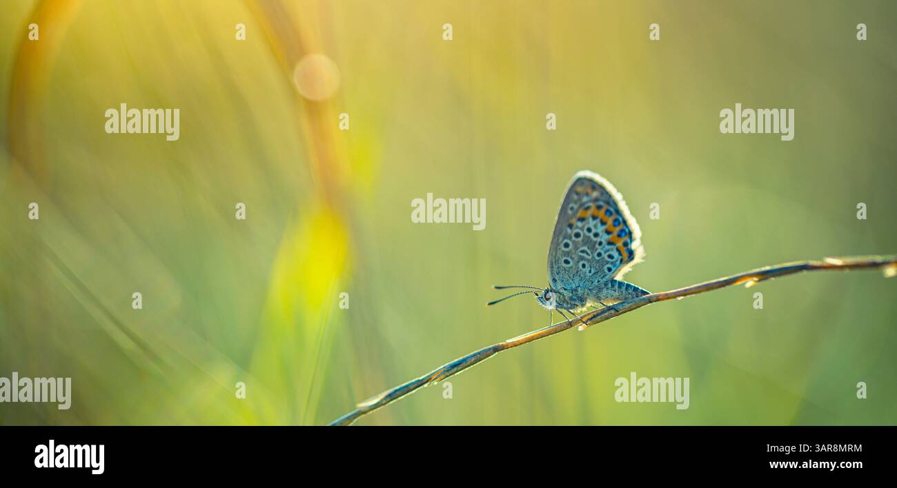 Splendida erba illuminata dal sole con farfalle in un prato scintillante tramonto. Splendida bellezza della natura calma calma e tranquillità. Incredibile vista colorata della natura macro Foto Stock