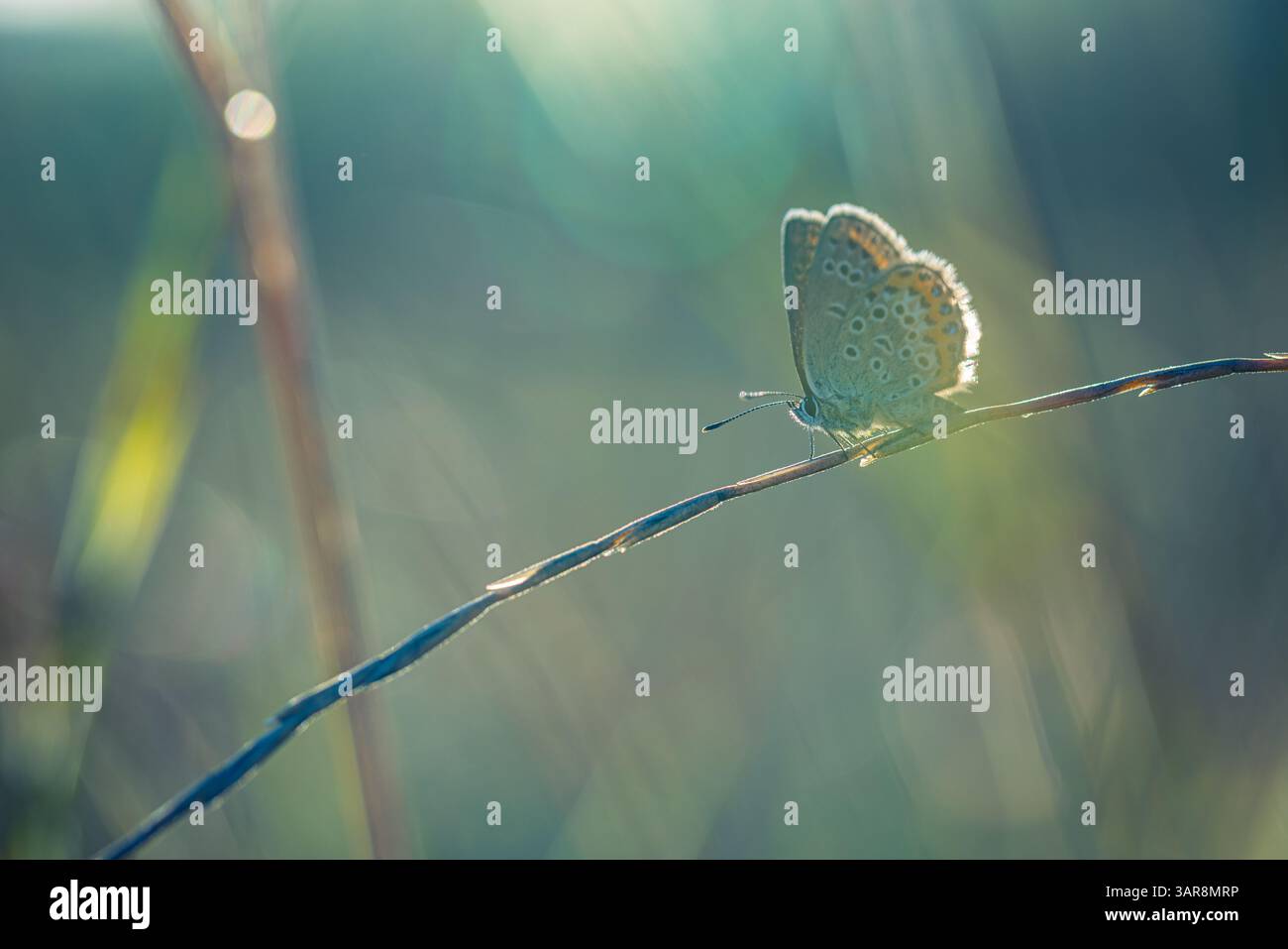 Splendida erba illuminata dal sole con farfalle in un prato scintillante tramonto. Splendida bellezza della natura calma calma e tranquillità. Incredibile vista colorata della natura macro Foto Stock