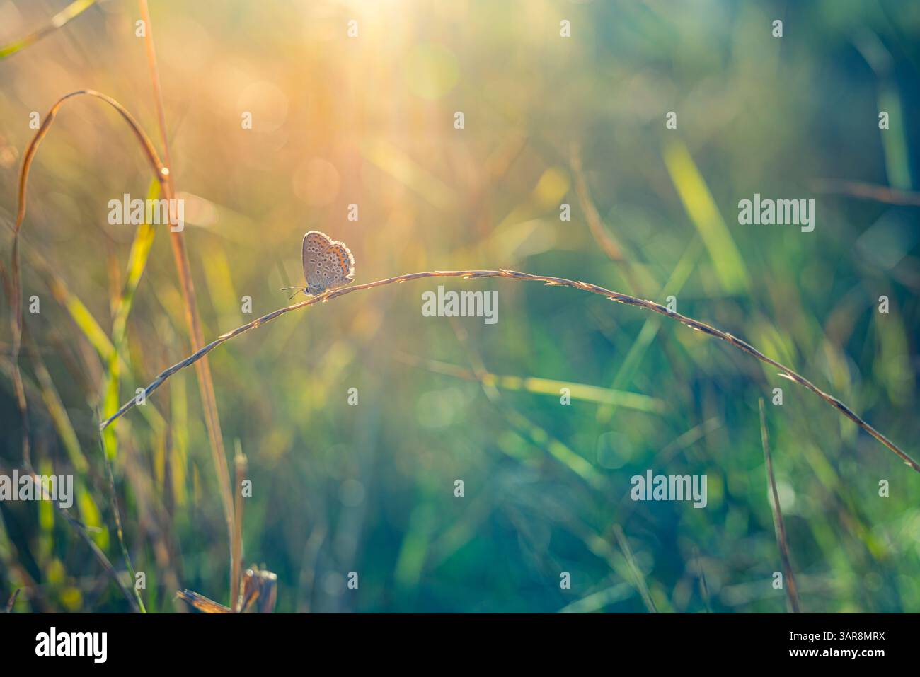 Splendida erba illuminata dal sole con farfalle in un prato scintillante tramonto. Splendida bellezza della natura calma calma e tranquillità. Incredibile vista colorata della natura macro Foto Stock