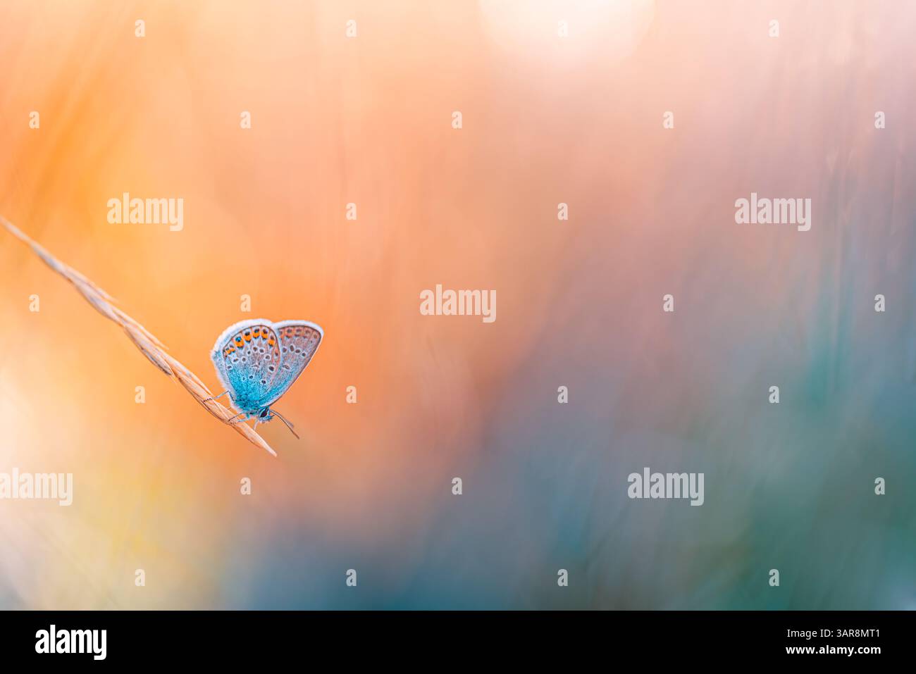 Splendida erba illuminata dal sole con farfalle in un prato scintillante tramonto. Splendida bellezza della natura calma calma e tranquillità. Incredibile vista colorata della natura macro Foto Stock
