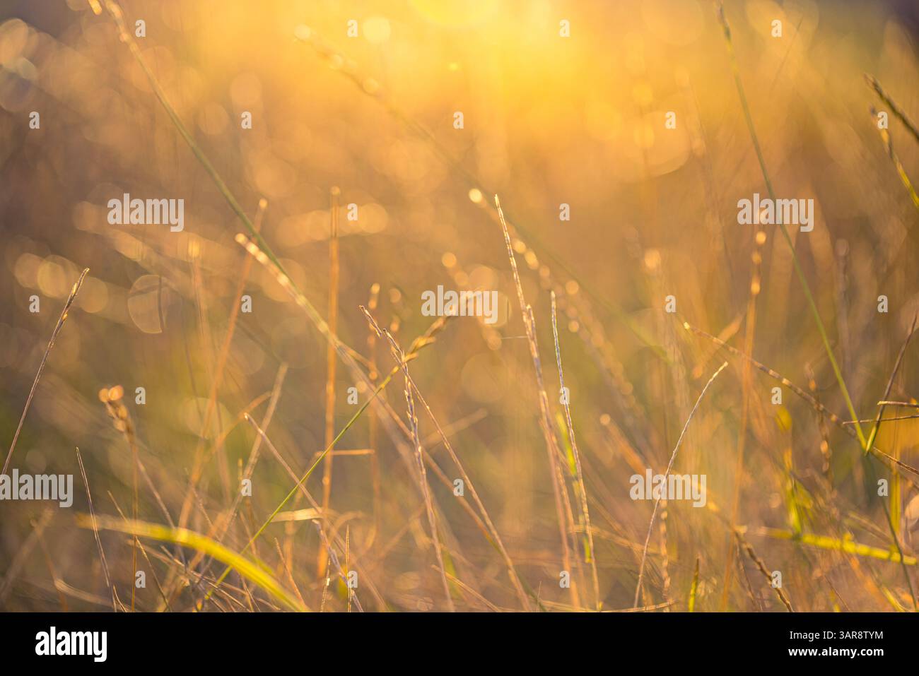 Prato dorato astratto che si illumina di luce calda del tramonto con soffice bokeh sfocato e lussureggiante vegetazione che crea un tranquillo e tranquillo sfondo naturale stagionale Foto Stock