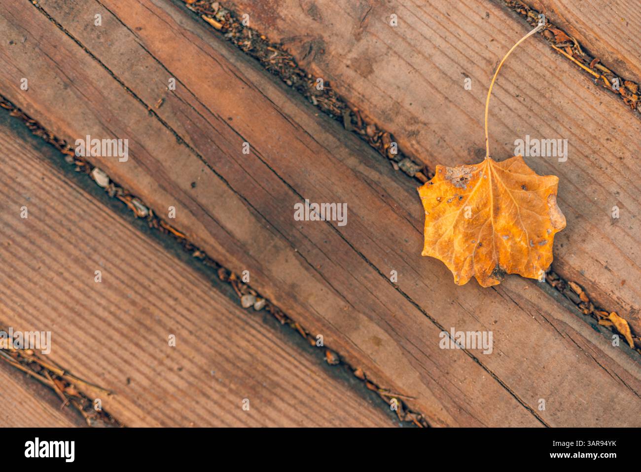 Serena scena autunnale con foglie secche di arancio e giallo su una superficie in legno, sfondo naturale stagionale, accogliente e tranquillo ambiente autunnale con vista dall'alto Foto Stock