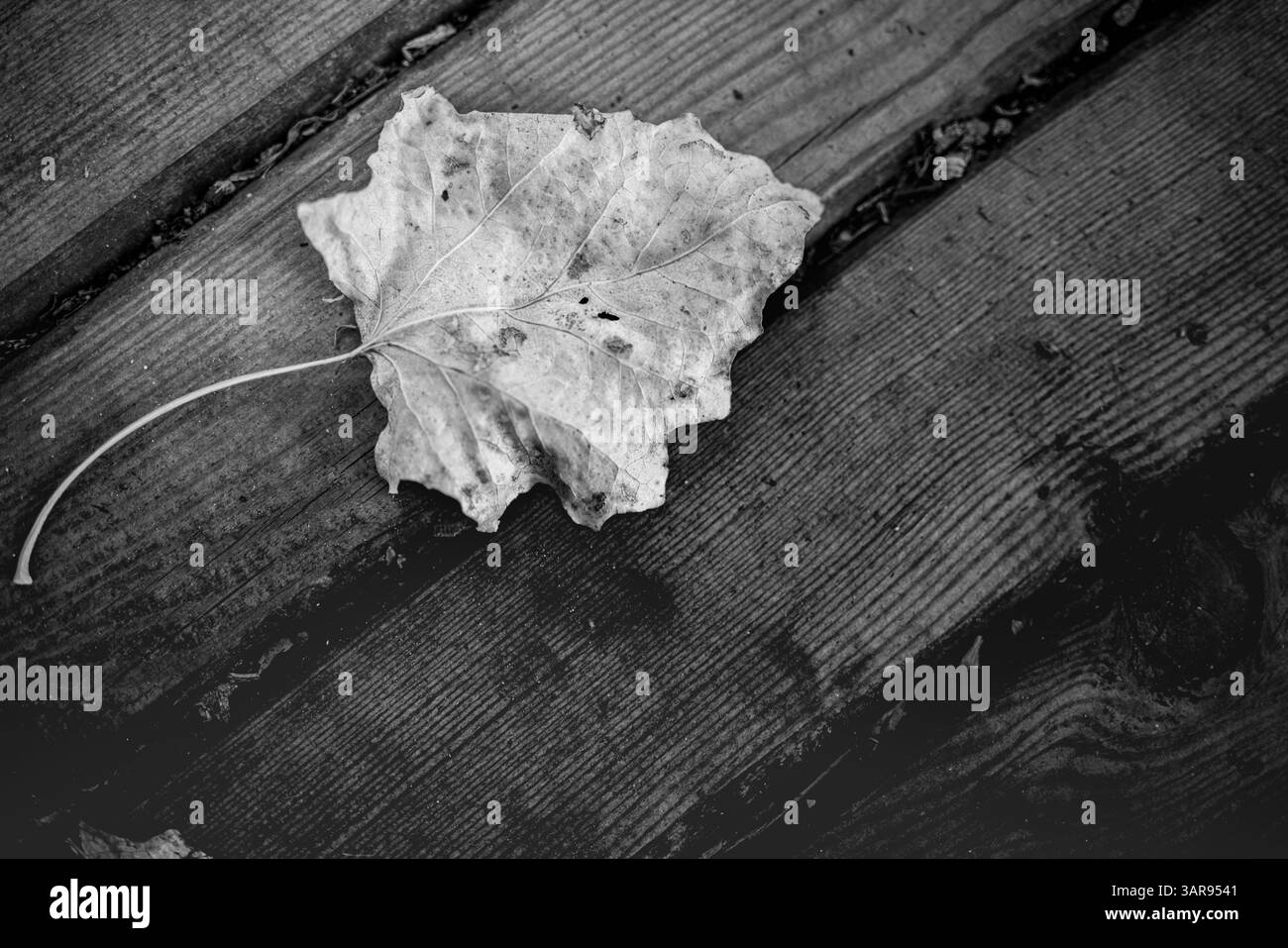 Sereno sfondo in legno autunnale a foglie secche in bianco e nero, artistica texture della natura stagionale, tranquilla scena autunnale rustica. Primo piano astratto monocromatico Foto Stock