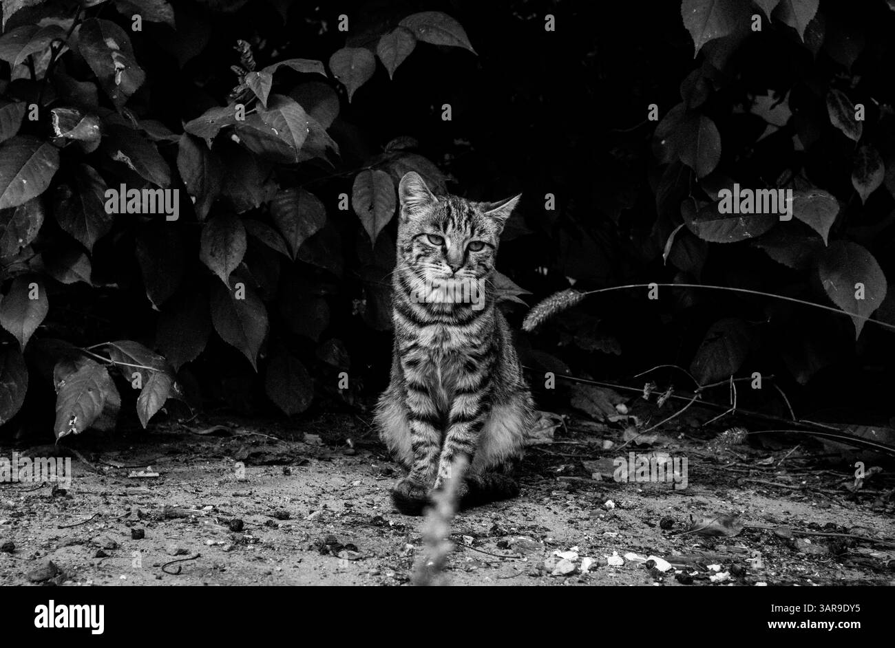 Un'immagine in bianco e nero di un gatto tabby seduto a terra, circondato da foglie in luce naturale. Il gatto guarda direttamente l'animale randagio della telecamera Foto Stock