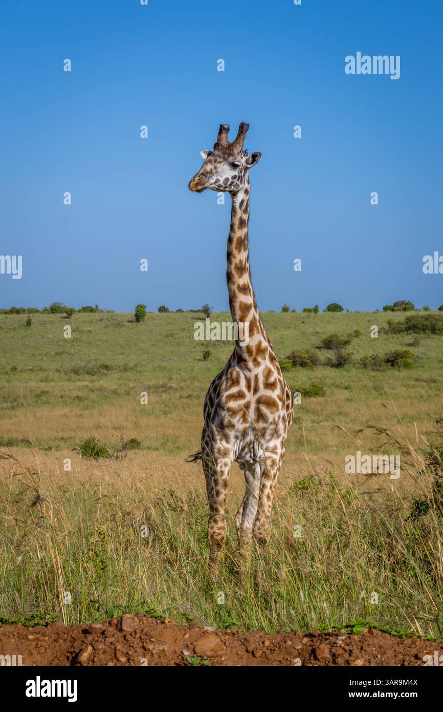 Fotografia verticale di una giraffa sulla savana. Foto Stock