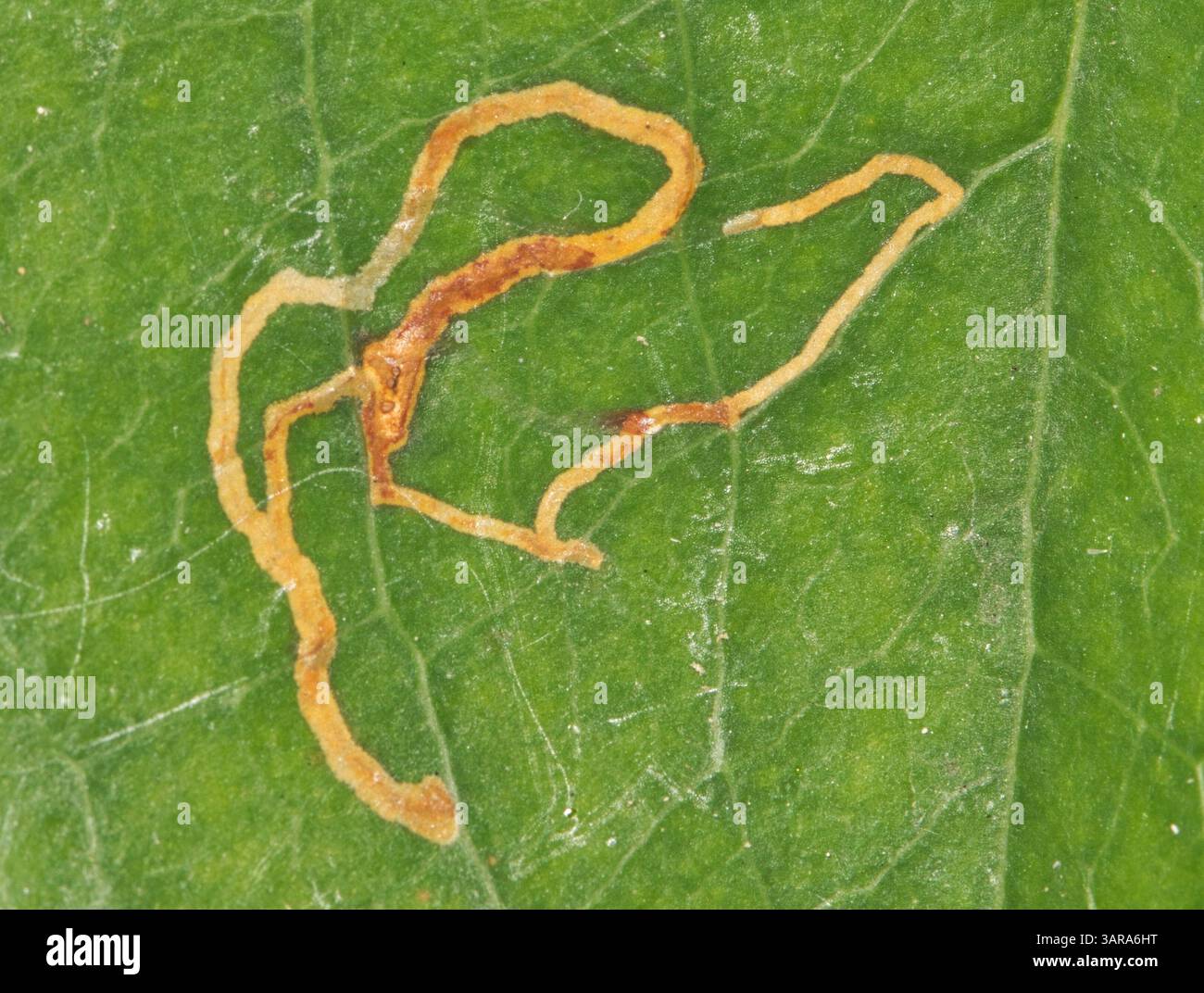 Foglie di vite Smilax Smilacaceae levigatrici insetti danni parassiti controllo orticoltura giardinaggio agricoltura. Foto Stock