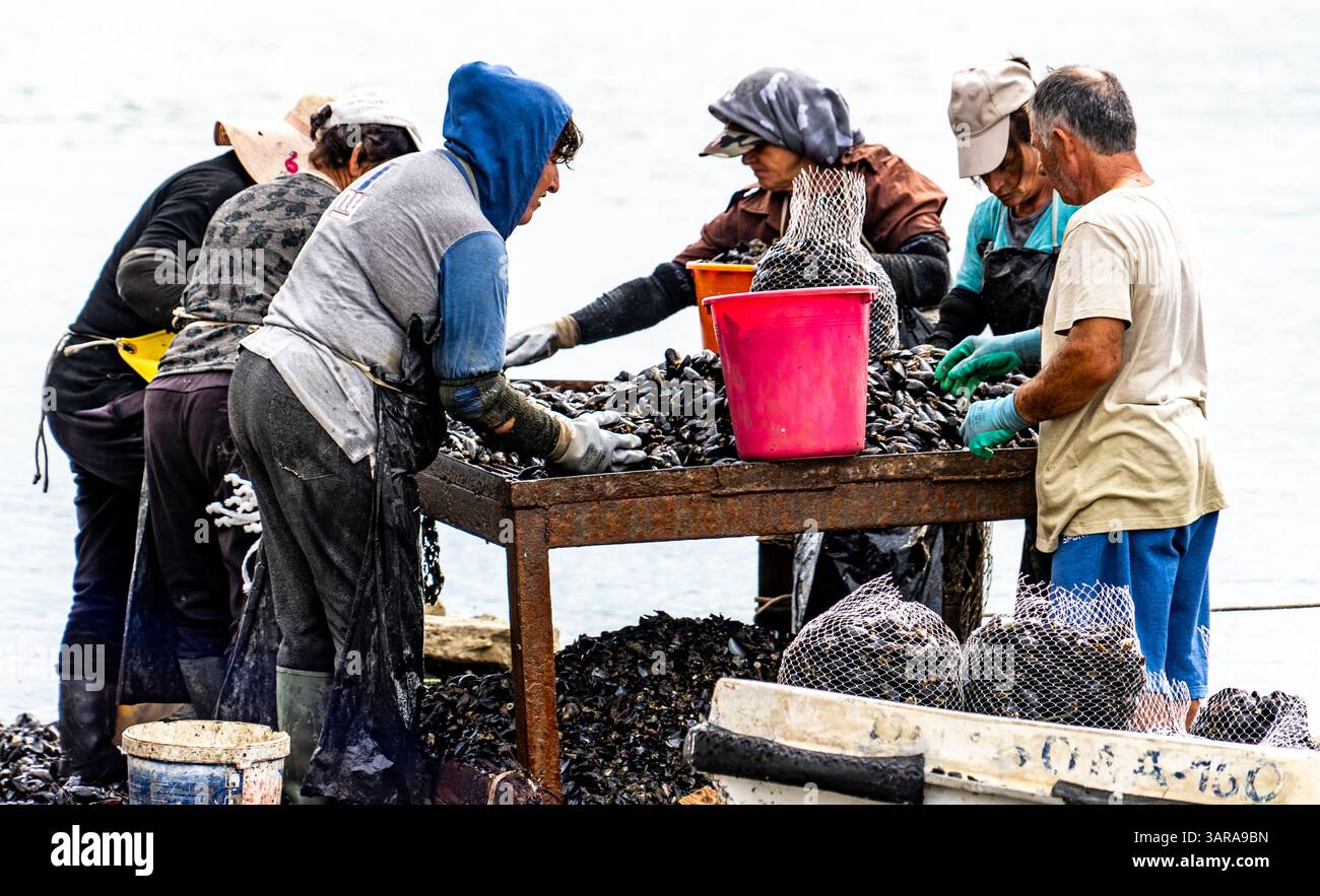 Un gruppo di persone che lavorano insieme per raccogliere i molluschi selezionandoli e imballandoli su un tavolo vicino all'acqua. Indossano guanti e cappelli, concentrati Foto Stock