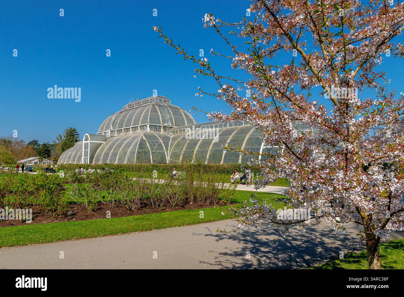 Fiori di ciliegio su un pianto albero di ciliegio Yoshino con la Palm House di vetro nei Kew Gardens, Kew, Londra, Regno Unito Foto Stock