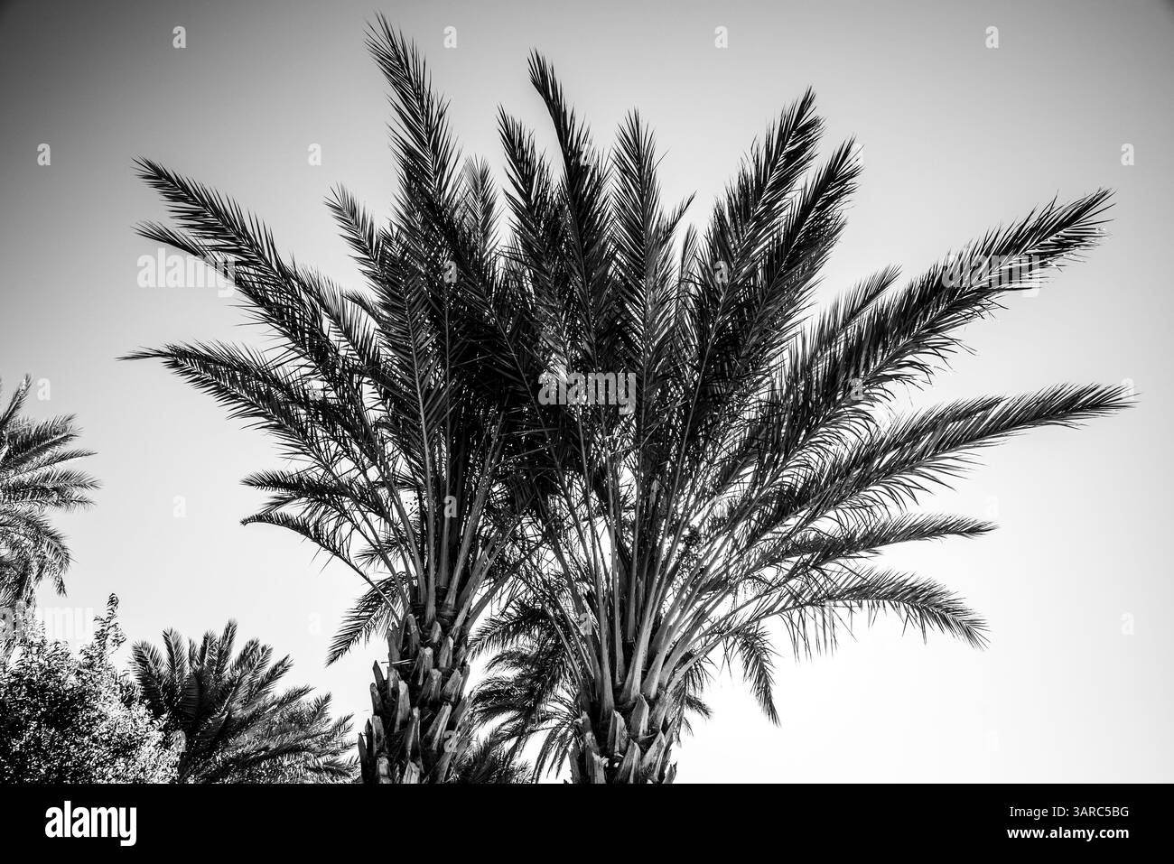 palme tra le aride rocce del letto del fiume nelle montagne dell'Atlante marocchino nella valle di Handour vicino a Ouarzazate in Marocco Foto Stock