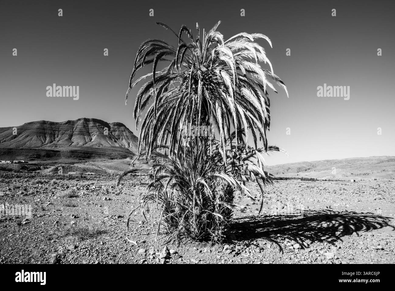 palme tra le aride rocce del letto del fiume nelle montagne dell'Atlante marocchino nella valle di Handour vicino a Ouarzazate in Marocco Foto Stock